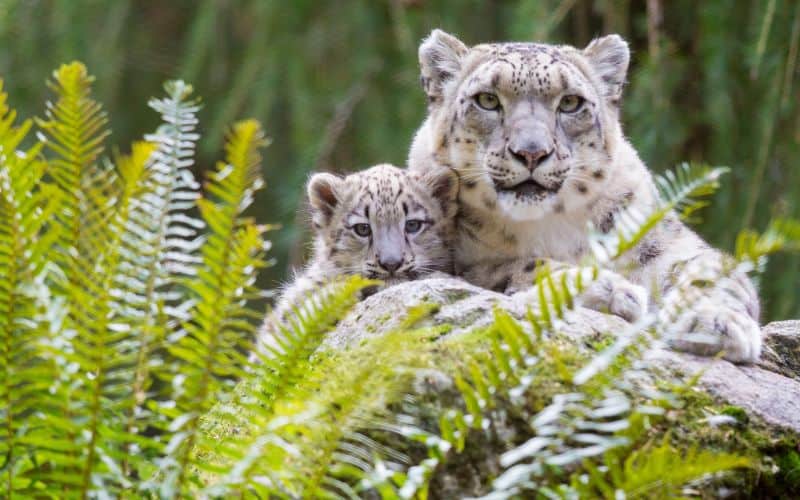 Woodland Park Zoo