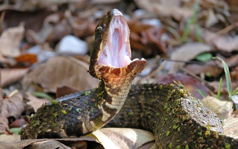 A Cottonmouth snake