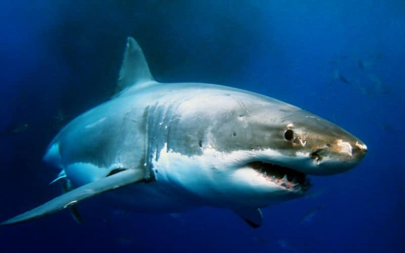 Beautiful powerful and amazing Great White Shark