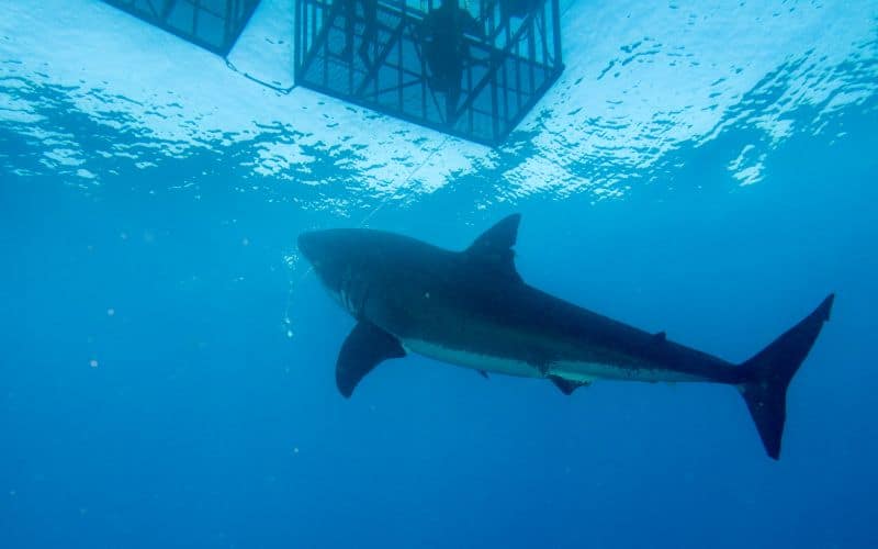 Cage diving with Great White shark