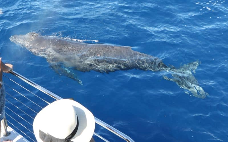 close up of whale Calf on West Oahu