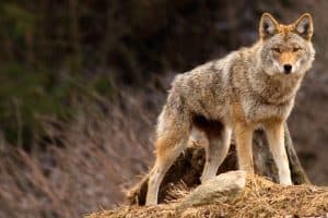 Coyote on Top of a Hill