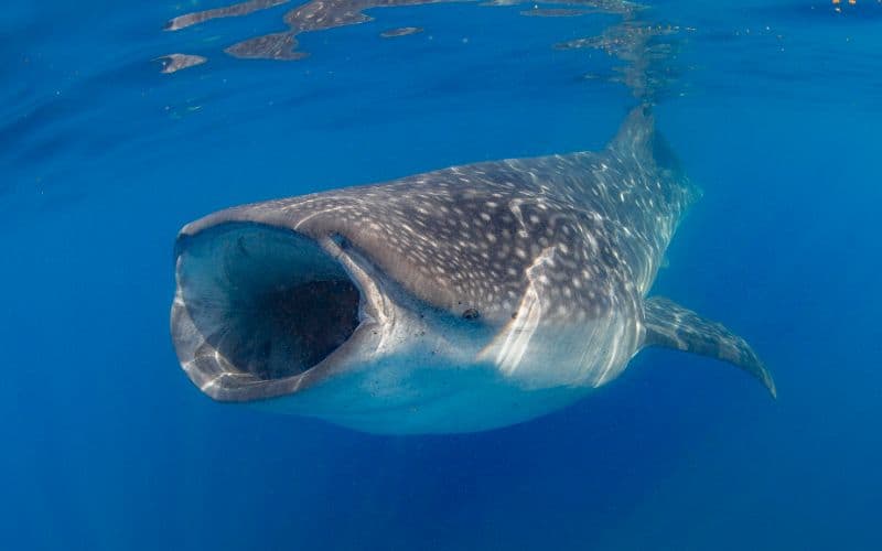 Enormous whale sharks swimming in Cancun