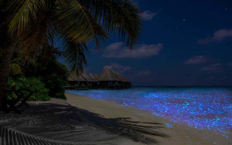 Fluorescent plankton in the Maldives Indian Ocean