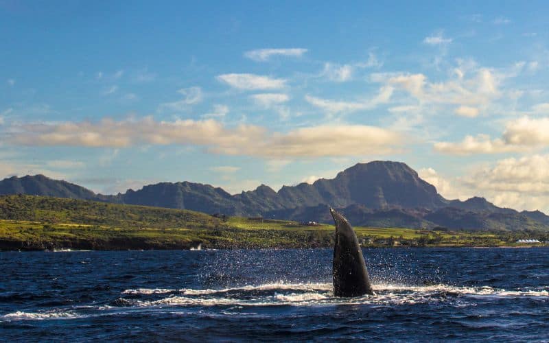 Humpback Whale Kauai Poipu