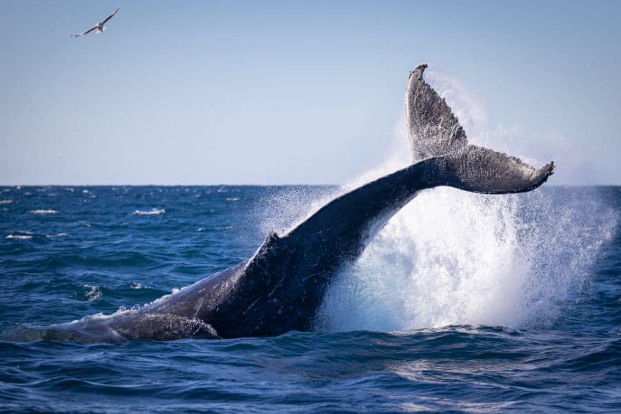 Humpback whale tail throw