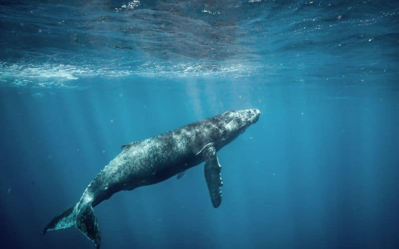 Humpback whale in Hawaii