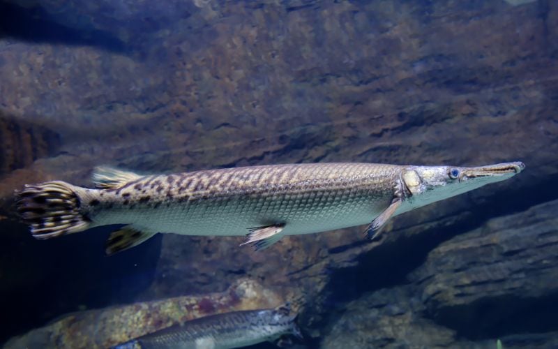 Longnose Gar