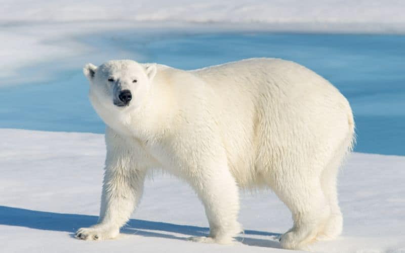 Polar Bear on Svalbard Islands