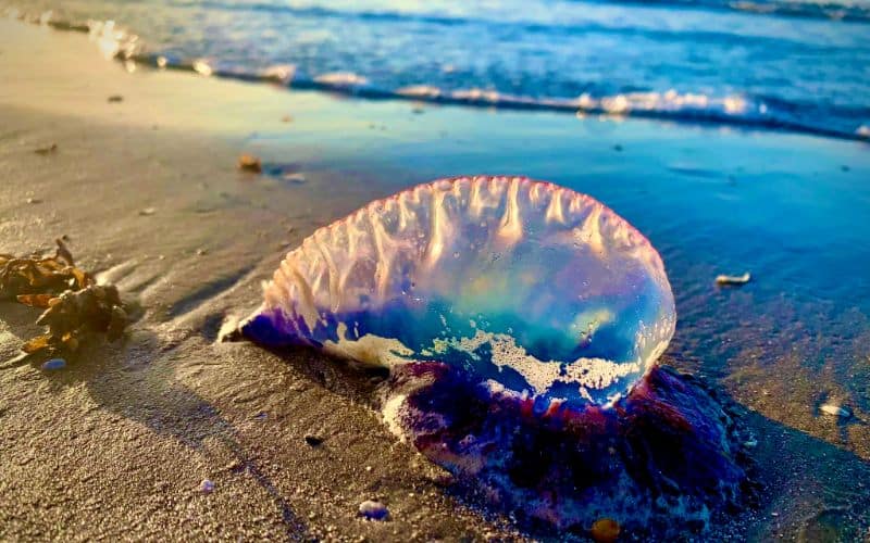 Portugese Man o’ War