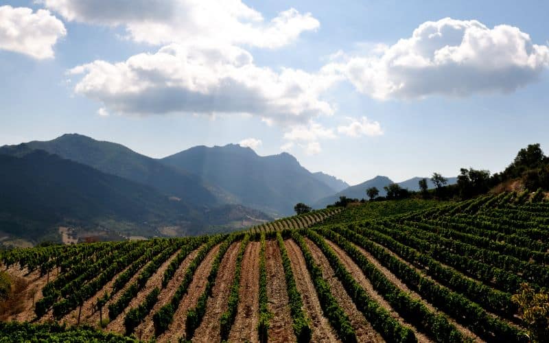 Sardinia vineyard