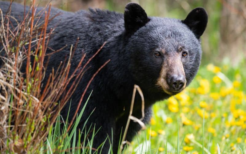 Wild Black Bear in North Carolina