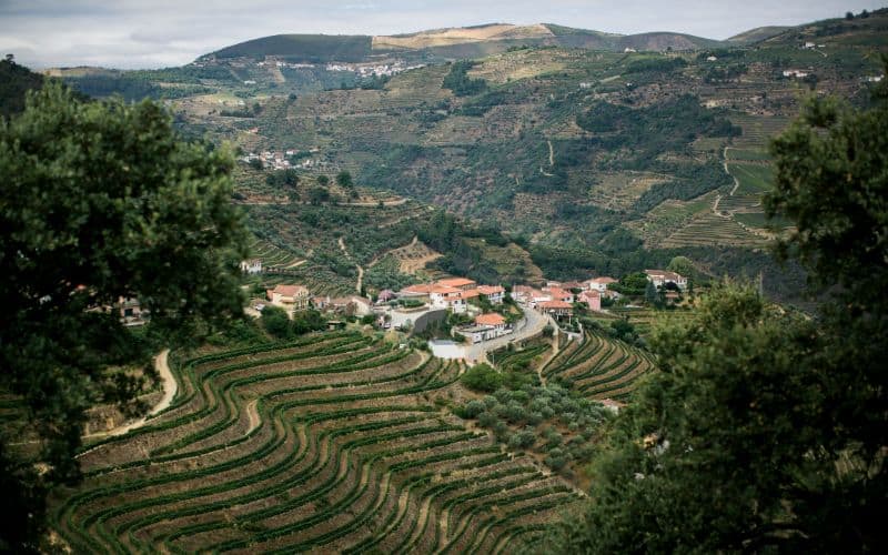 vineyards near the town of Pinhao in the Douro Valley in Portugal