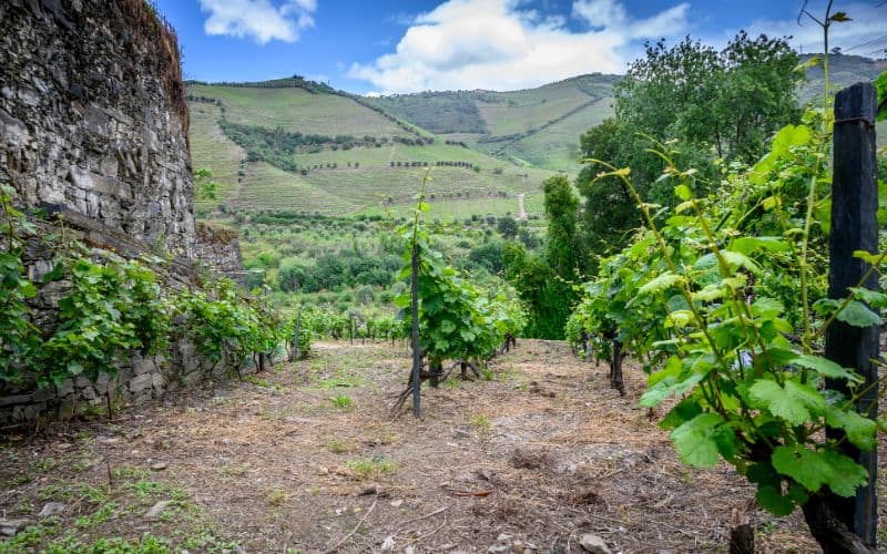 vineyards of the river Douro in spring