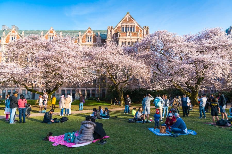 spring cherry blossoms University of Washington Seattle