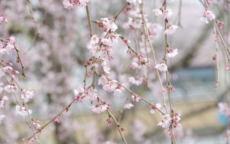 cherry blossoms kyoto