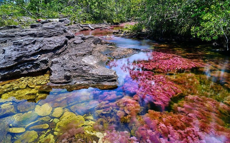 Cano Cristales Colombia