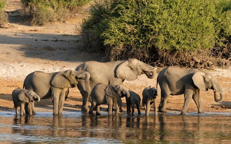 Chobe National Park Botswana