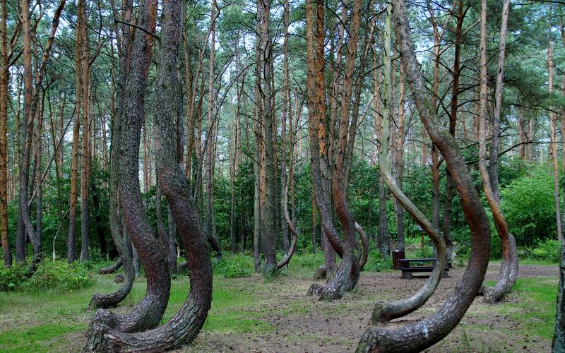 Crooked Forest Poland