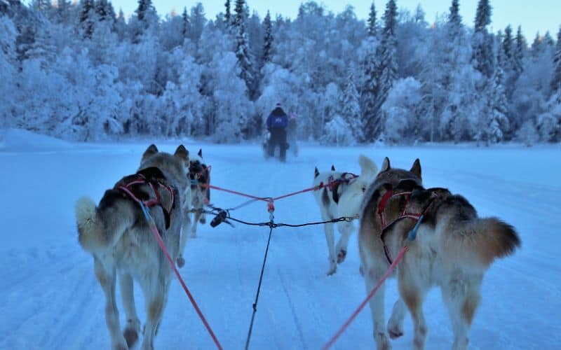 Dog sledding in Lapland Finland