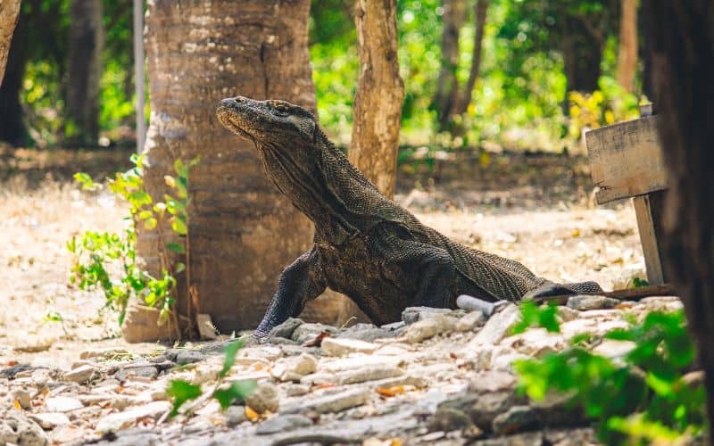 Komodo Dragons in Indonesia