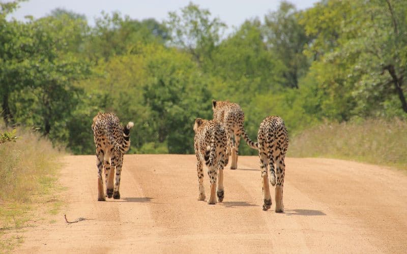 Kruger National Park South Africa