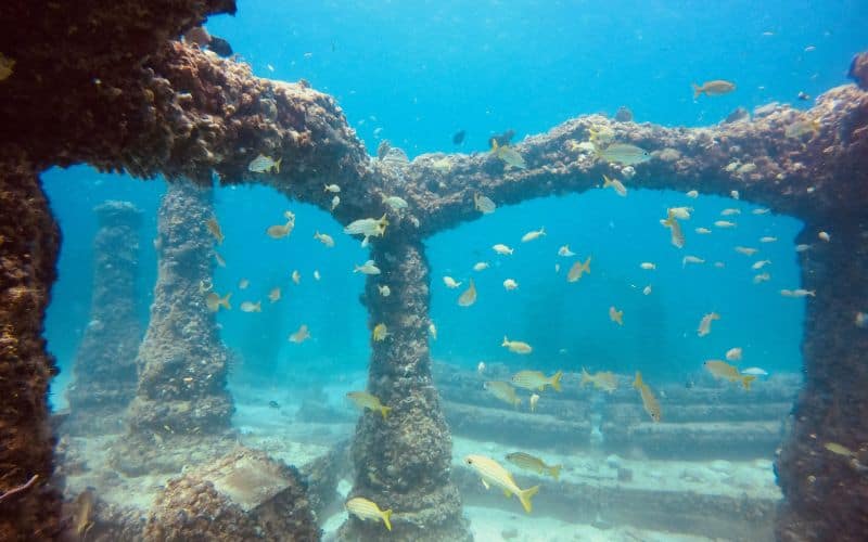 Neptune Memorial Reef