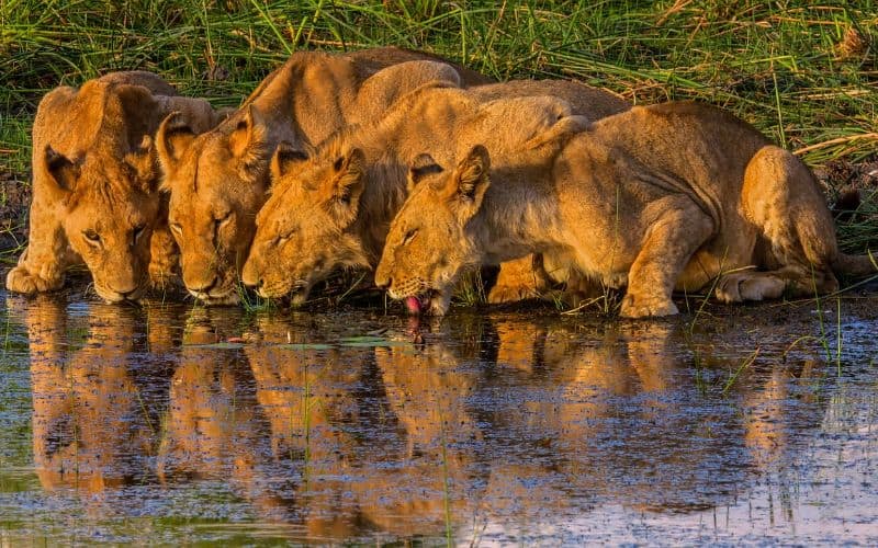 Okavango Delta