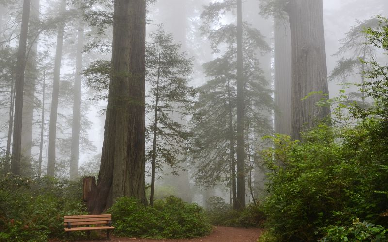 Redwood National Park