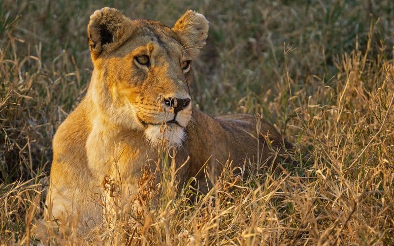 Serengeti National Park Tanzania