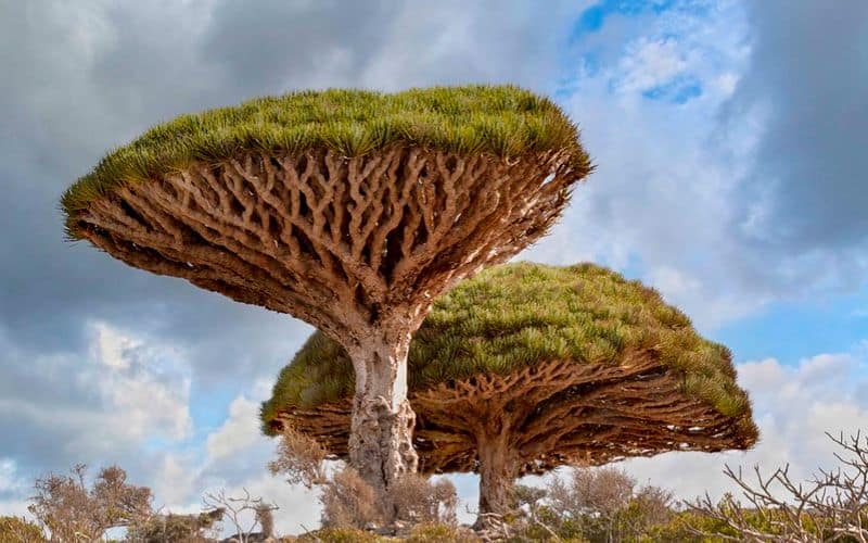 Socotra Yemen Dragon's Blood Trees