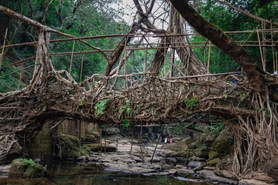 The Living Root Bridges India