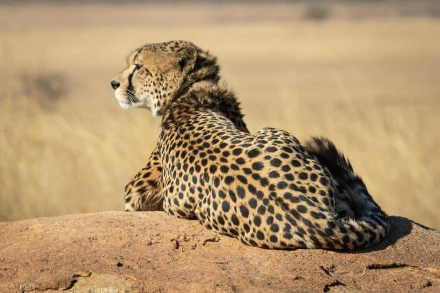 close up of cheetah lying down sp