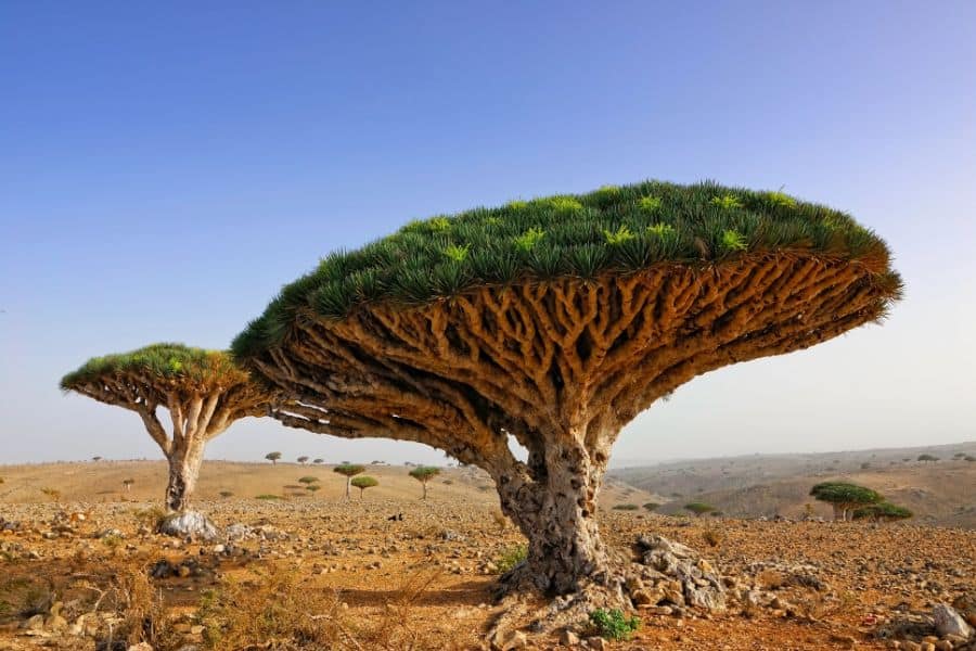 dragon blood tree Socotra Island Yemen