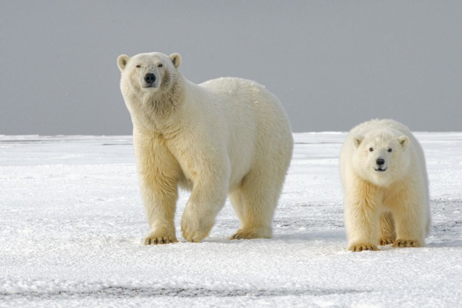 polar bear and cub sp