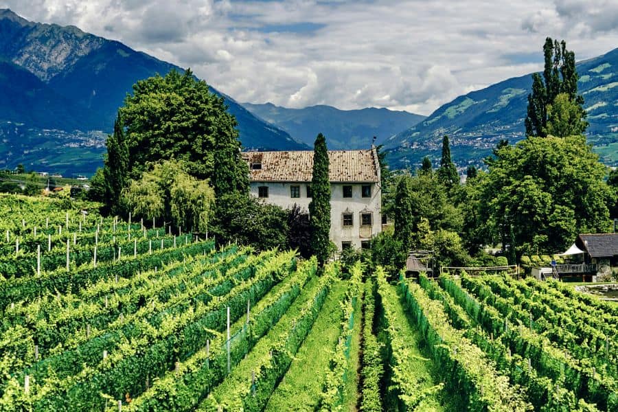 rolling green vineyard with building and mountains in background sp