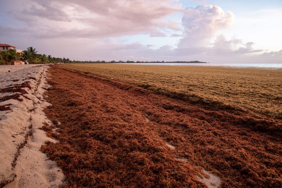 sargassum on the shore sp