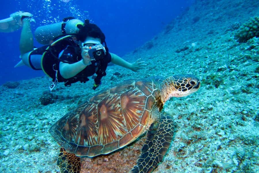 swimming with turtle