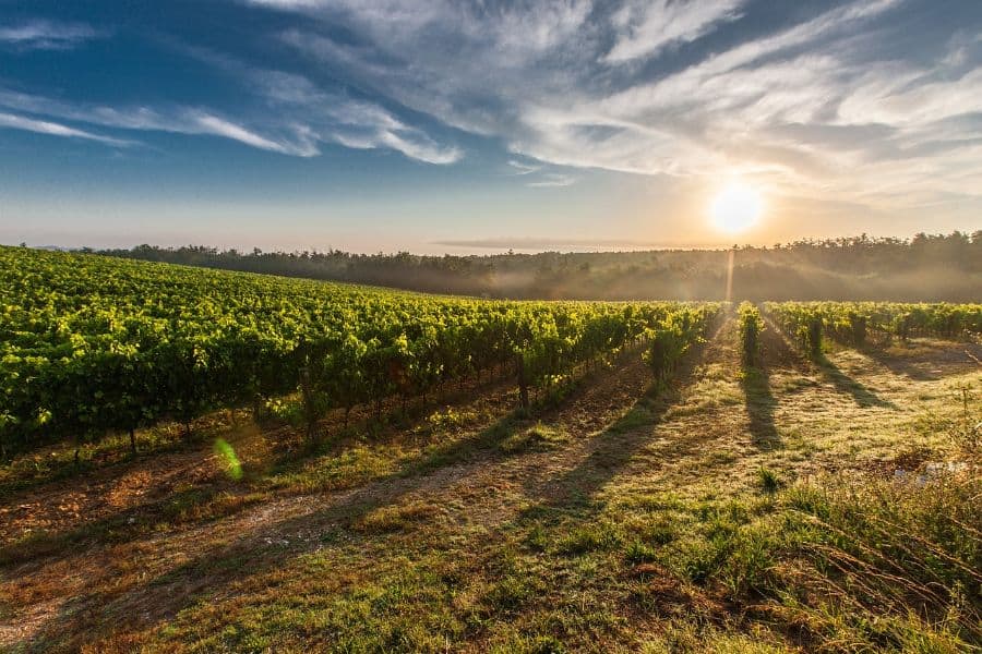 sunrise over a vineyard sp