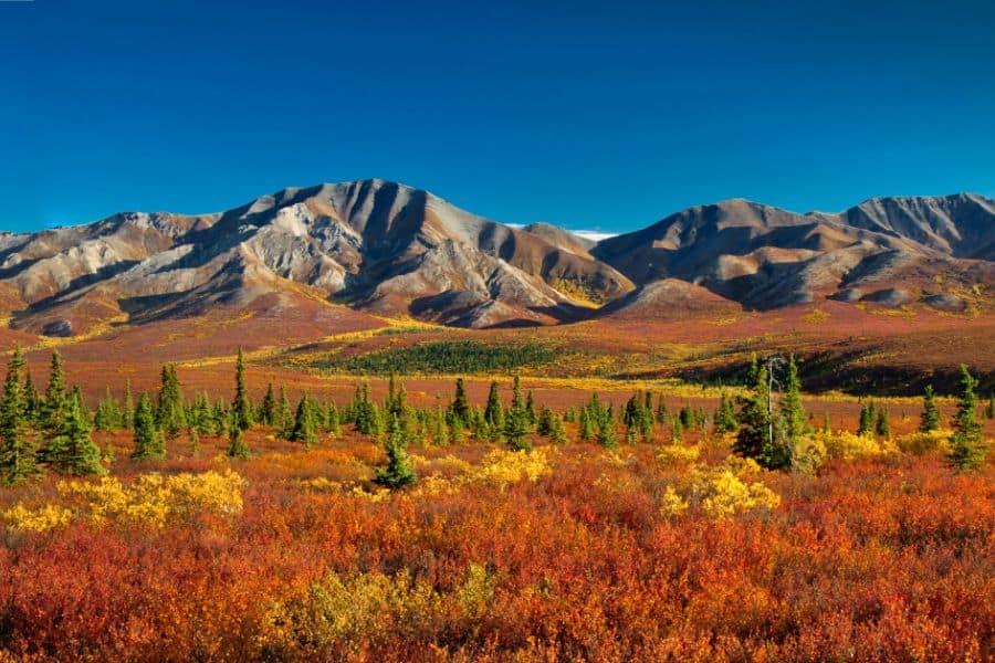 Alaska Denali National Park in autumn