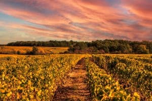 Beautiful sunset over a vineyard in rural France on Loire Valley