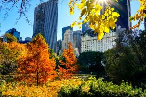 Central Park at the peak of the Autumn season in New York City