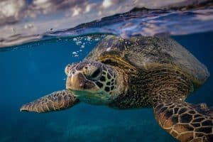 Sea turtle closeup underwater shot