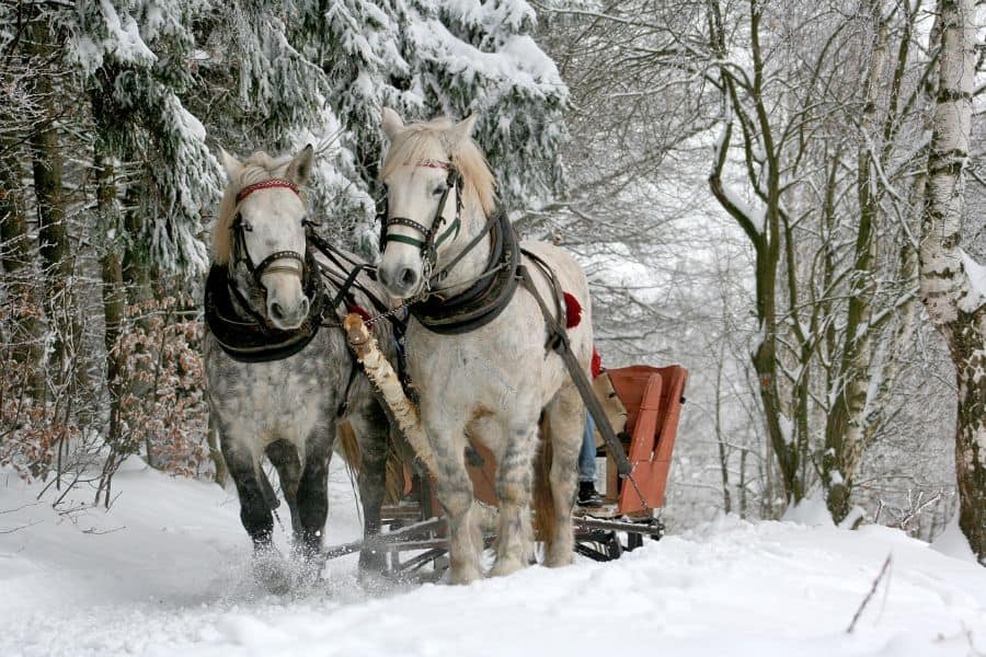 Sleigh ride Horses in Winter sp