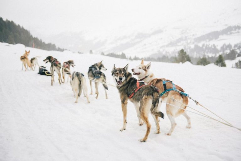 Dogs Running on Snow Covered Ground sp