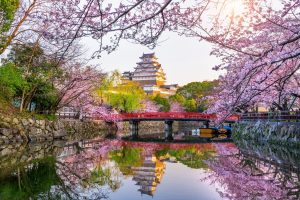 Cherry blossoms at Himeji Castle in Himeji Japan