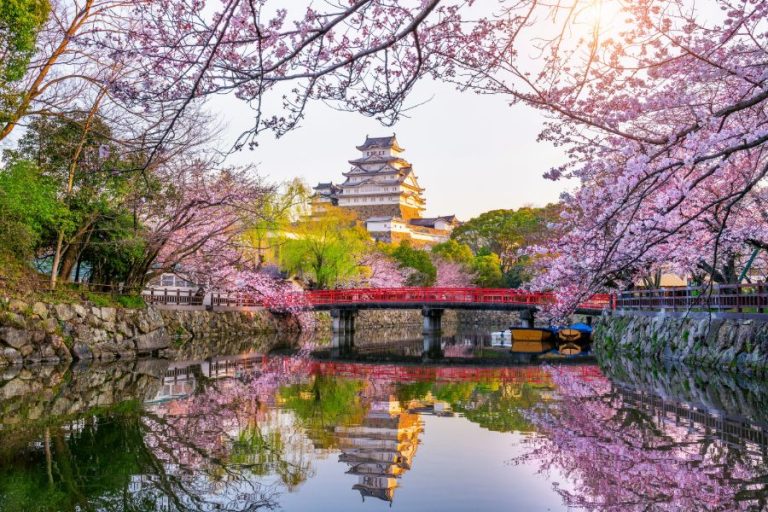 Cherry blossoms at Himeji Castle in Himeji Japan