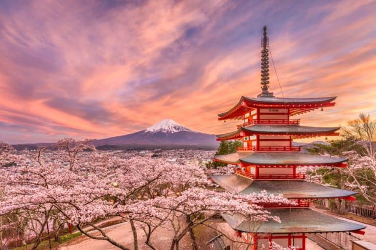 Cherry blossoms in spring Chureito pagoda and Fuji mountain