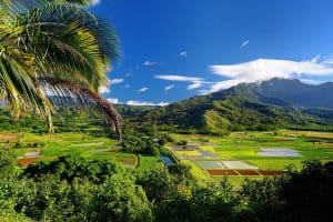 Taro fields in Hanalei Valley kauai