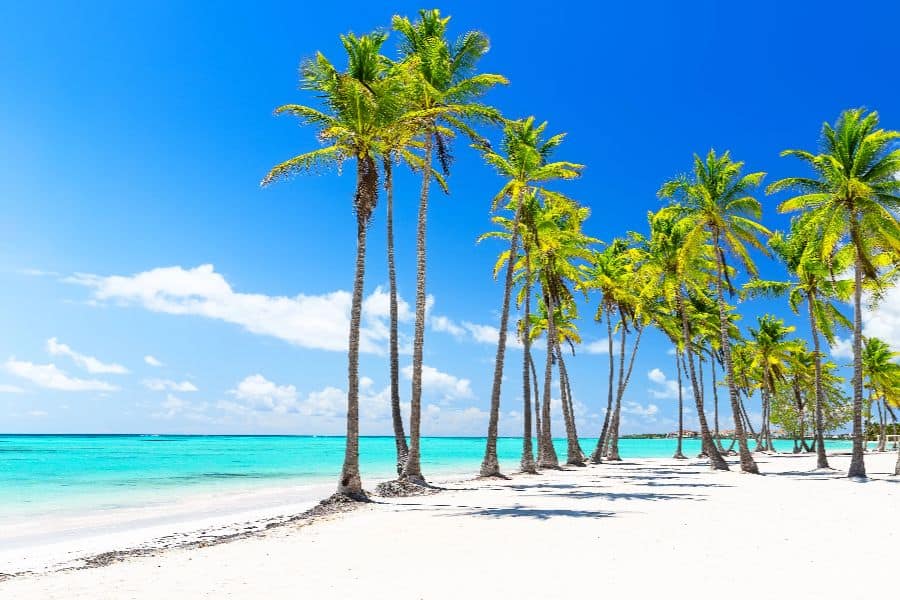 Coconut Palm trees on white sandy beach in Punta Cana Dominican Republic